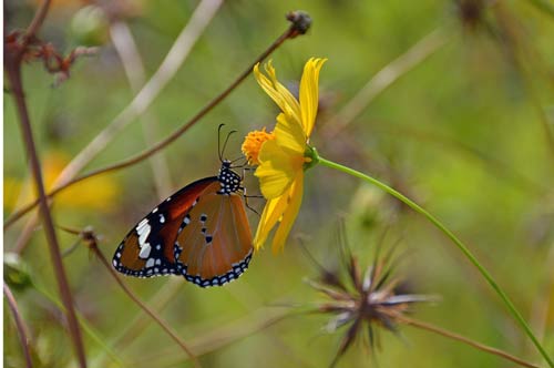colourful butterfly-AsiaPhotoStock