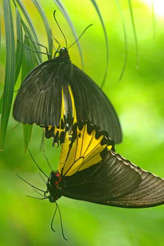 common birdwing-AsiaPhotoStock