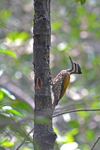 common flameback-AsiaPhotoStock