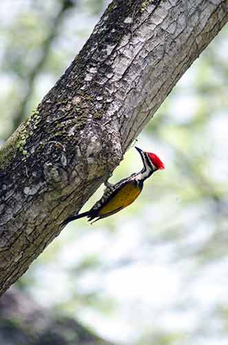 common flameback pecker-AsiaPhotoStock