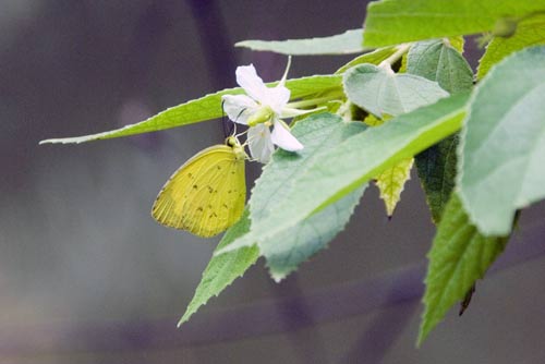 common grass yellows-AsiaPhotoStock