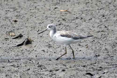 common greenshank-AsiaPhotoStock