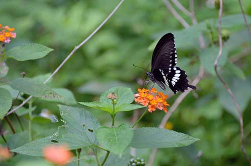 common mormon-AsiaPhotoStock