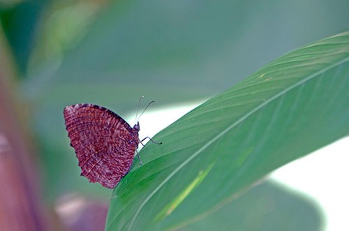 common palmfly-AsiaPhotoStock