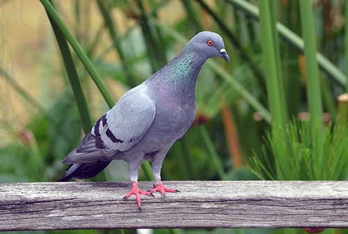 common pigeon-AsiaPhotoStock