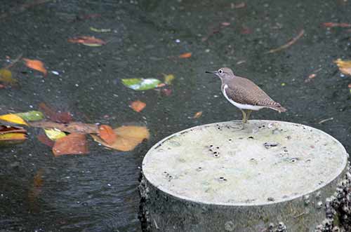 common sandpiper-AsiaPhotoStock