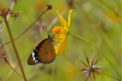 plain tiger butterfly-AsiaPhotoStock