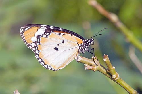 common tiger butterfly-AsiaPhotoStock