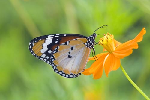 tiger butterfly on flower-AsiaPhotoStock