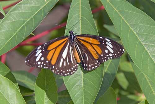 common tiger open wings-AsiaPhotoStock