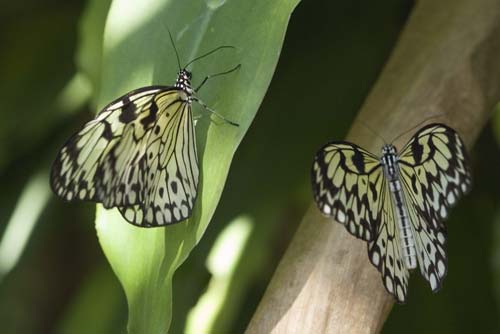 common tree nymph-AsiaPhotoStock