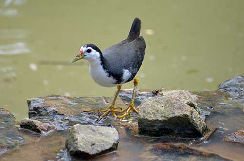 common water hen-AsiaPhotoStock