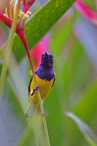 contact sunbird-AsiaPhotoStock