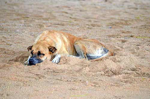 content dog on beach-AsiaPhotoStock