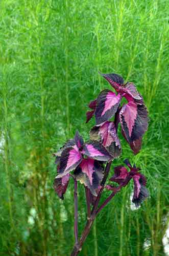 purple on green-AsiaPhotoStock