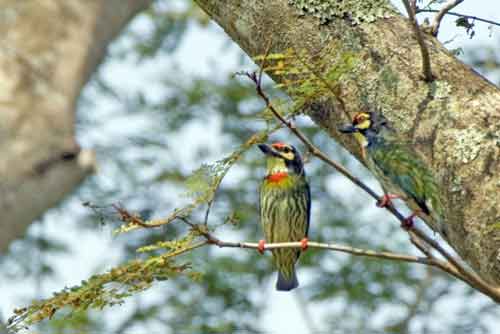 coppersmith barbet-AsiaPhotoStock