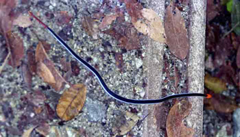 coral snake-AsiaPhotoStock