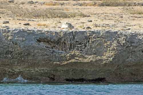 coral fossil-AsiaPhotoStock