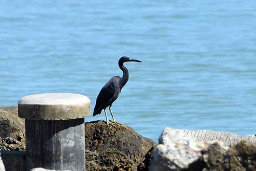 black cormorant-AsiaPhotoStock