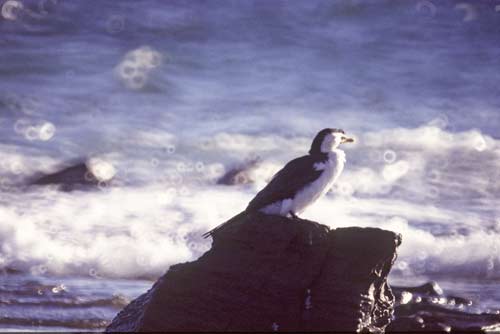 cormorant-AsiaPhotoStock