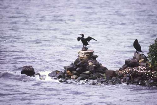 cormorant on rock-AsiaPhotoStock