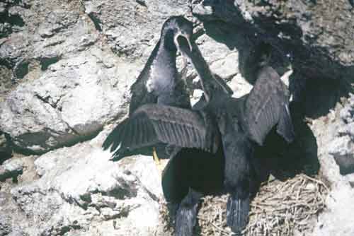 cormorant meal-AsiaPhotoStock