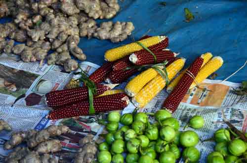 corn-AsiaPhotoStock