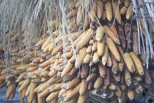 sweet corn-AsiaPhotoStock