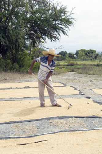 raking rice in street-AsiaPhotoStock