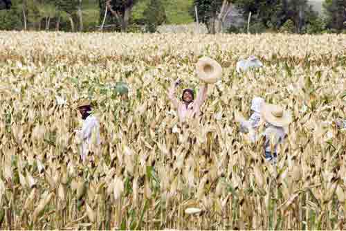 corn-AsiaPhotoStock