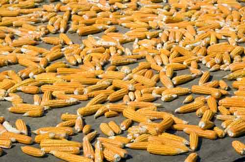 corn on cob-AsiaPhotoStock