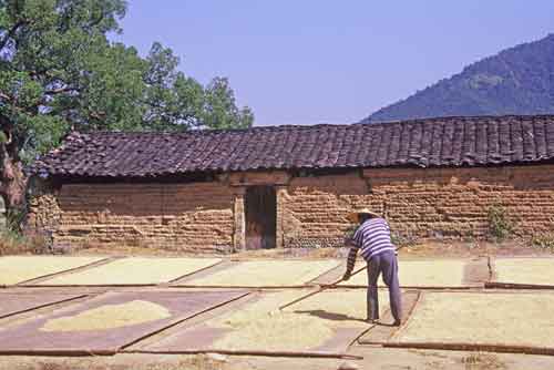 drying corn-AsiaPhotoStock