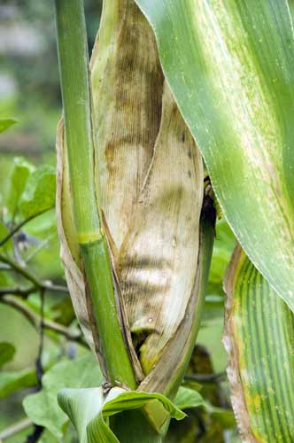 corn-AsiaPhotoStock