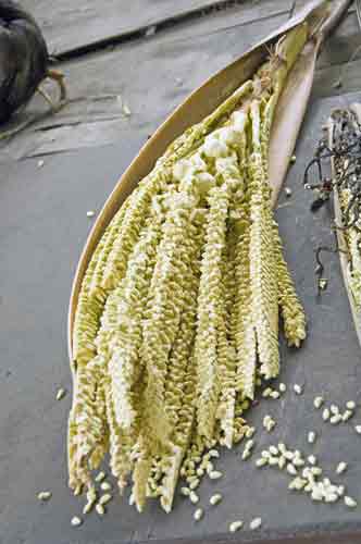 corn bangkok-AsiaPhotoStock