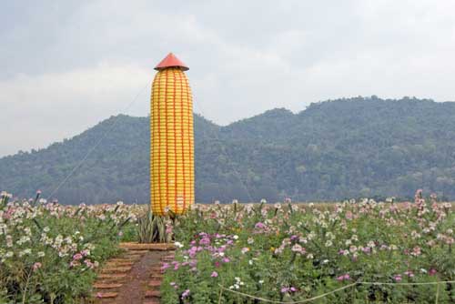 corn-AsiaPhotoStock