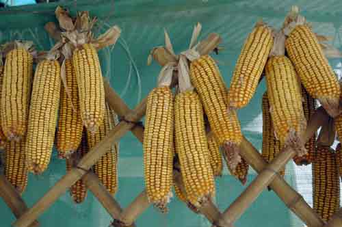 corn on the cob-AsiaPhotoStock