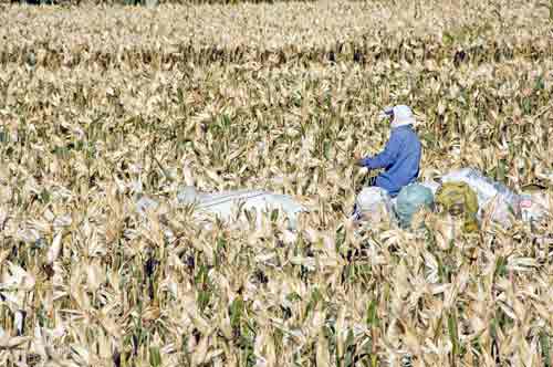 corn on cart-AsiaPhotoStock