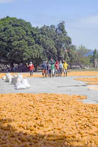 sweet corn processing-AsiaPhotoStock