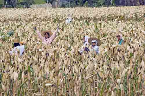 harvesting sweet corn-AsiaPhotoStock