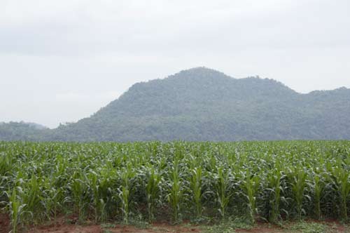 corn field-AsiaPhotoStock