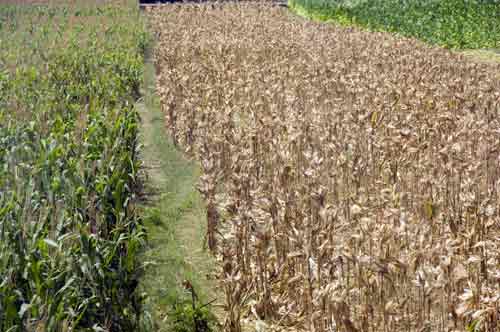 old and new corn-AsiaPhotoStock