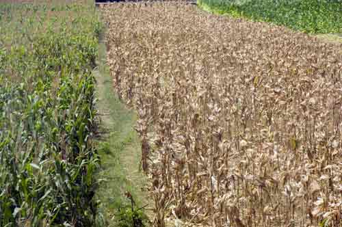 old and new corn-AsiaPhotoStock