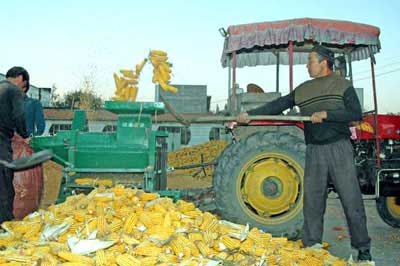 harvesting sweetcorn-AsiaPhotoStock