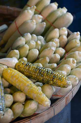 corn on cob-AsiaPhotoStock