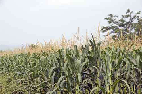 corn plants-AsiaPhotoStock