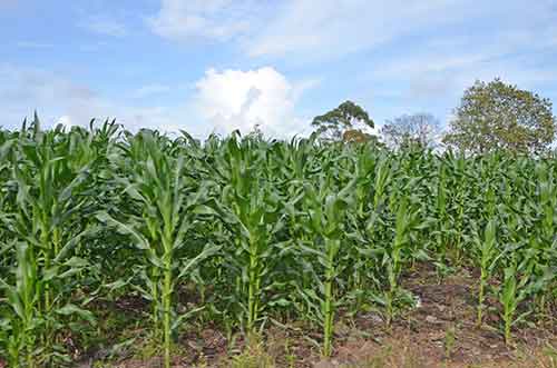 cornfields toba-AsiaPhotoStock