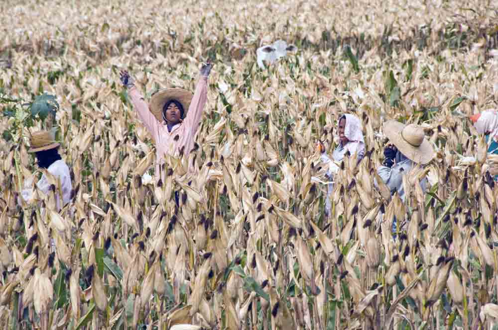 AsiaPhotoStock, corn field workers