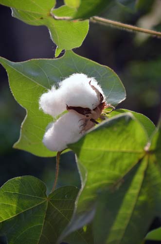 cotton plant thailand-AsiaPhotoStock