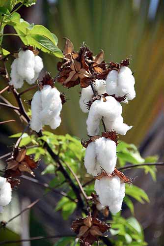 cotton-AsiaPhotoStock