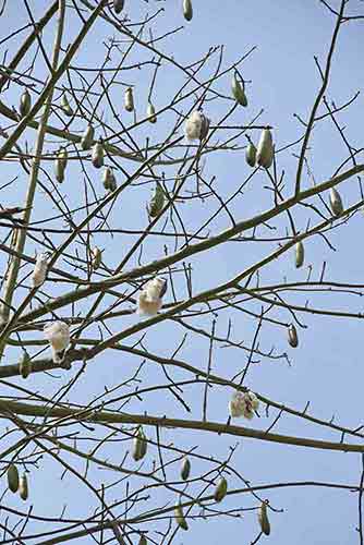 cotton tree penang-AsiaPhotoStock